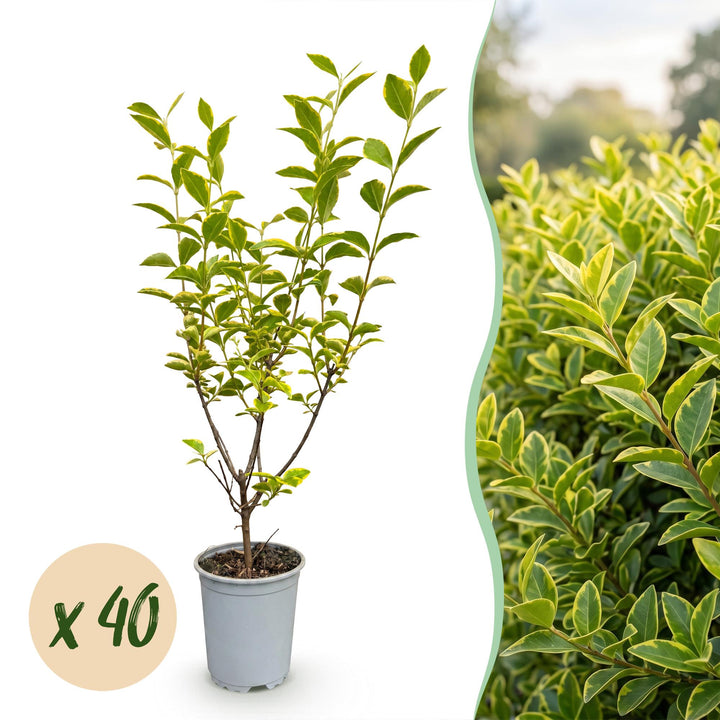 40 Ligustrum ovalifolium 'Aureum' golden privet plants in 9cm pots, 35-45cm tall