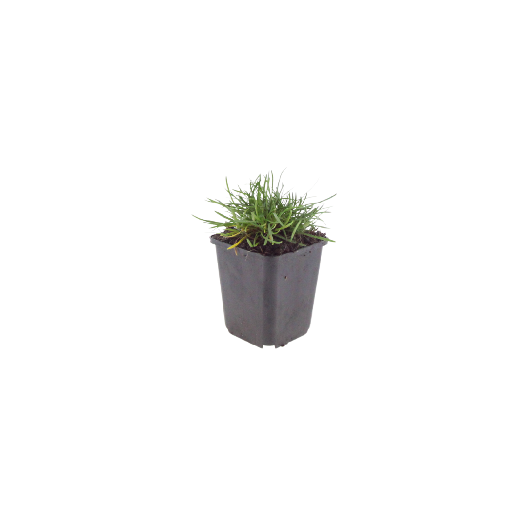 6x Armeria m. 'Splendens' - ↕10-25cm - Ø9cm — healthy root ball and nursery pot ready to ship from Ireland