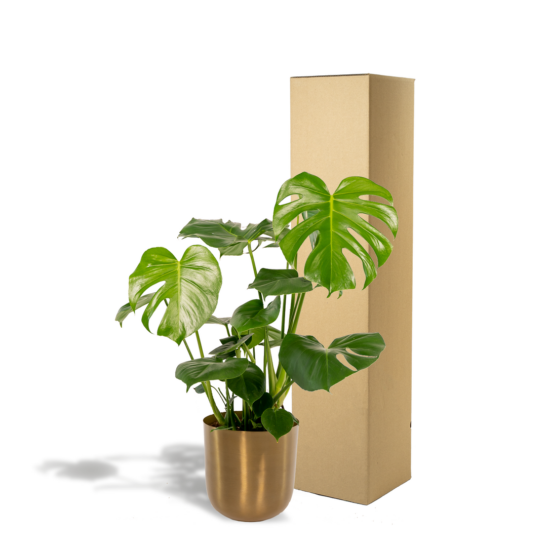 Monstera Deliciosa + Pot Mayk Gold - ↨80cm - Ø21cm full-plant overview, large split and fenestrated leaves