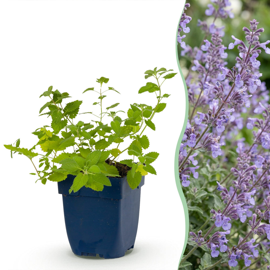 24 Nepeta racemosa 'Walker's Low' catmint plants in 11cm pots