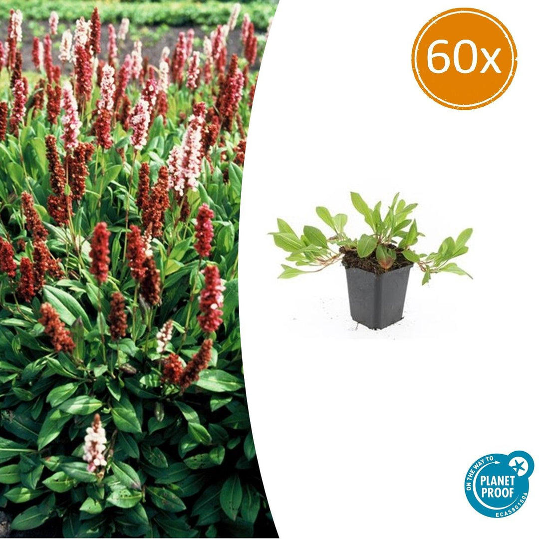 60x Persicaria aff. 'Darjeeling Red' - ↕10-25cm - Ø9cm