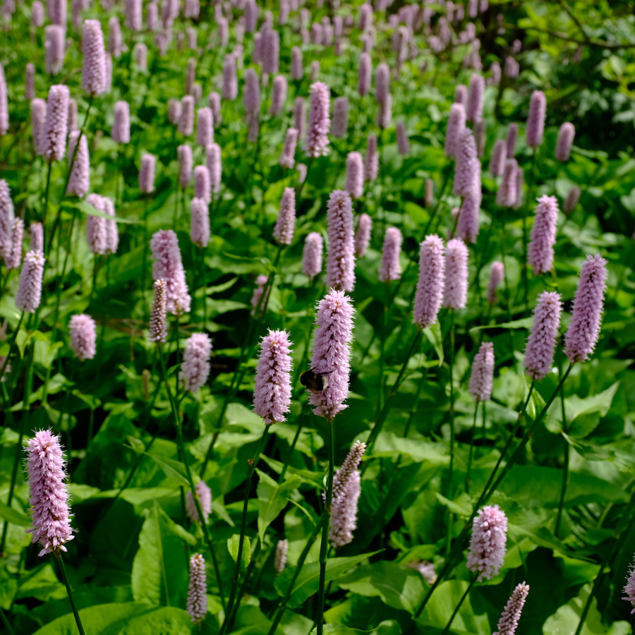 Persicaria 'Superba' plants displaying mauve-pink dense flower spikes among green foliage, shown at 10-25cm height in 9cm…