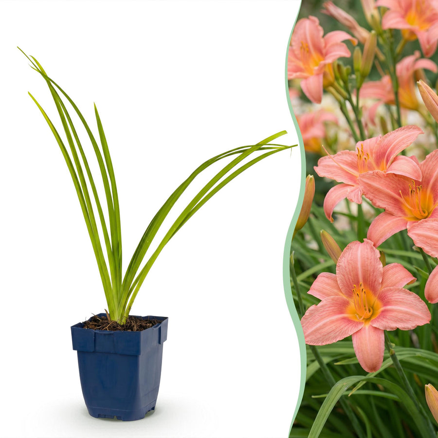 24 Hemerocallis 'Pink Damask' daylily plants in 11cm pots, 15-25cm tall