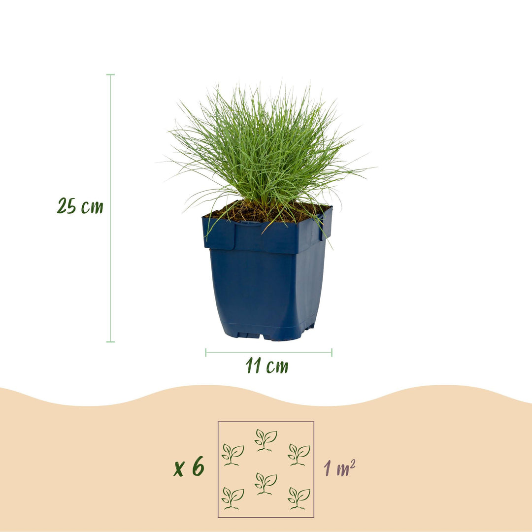 24x Festuca glauca blue fescue grass in 11cm pots - view 3