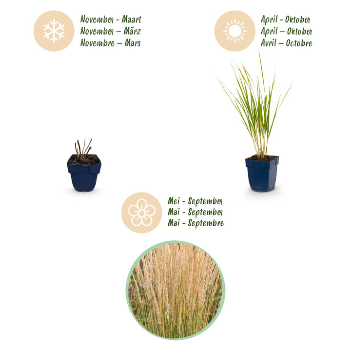 24x Calamagrostis Karl Foerster feather reed grass in 11cm pots - view 4