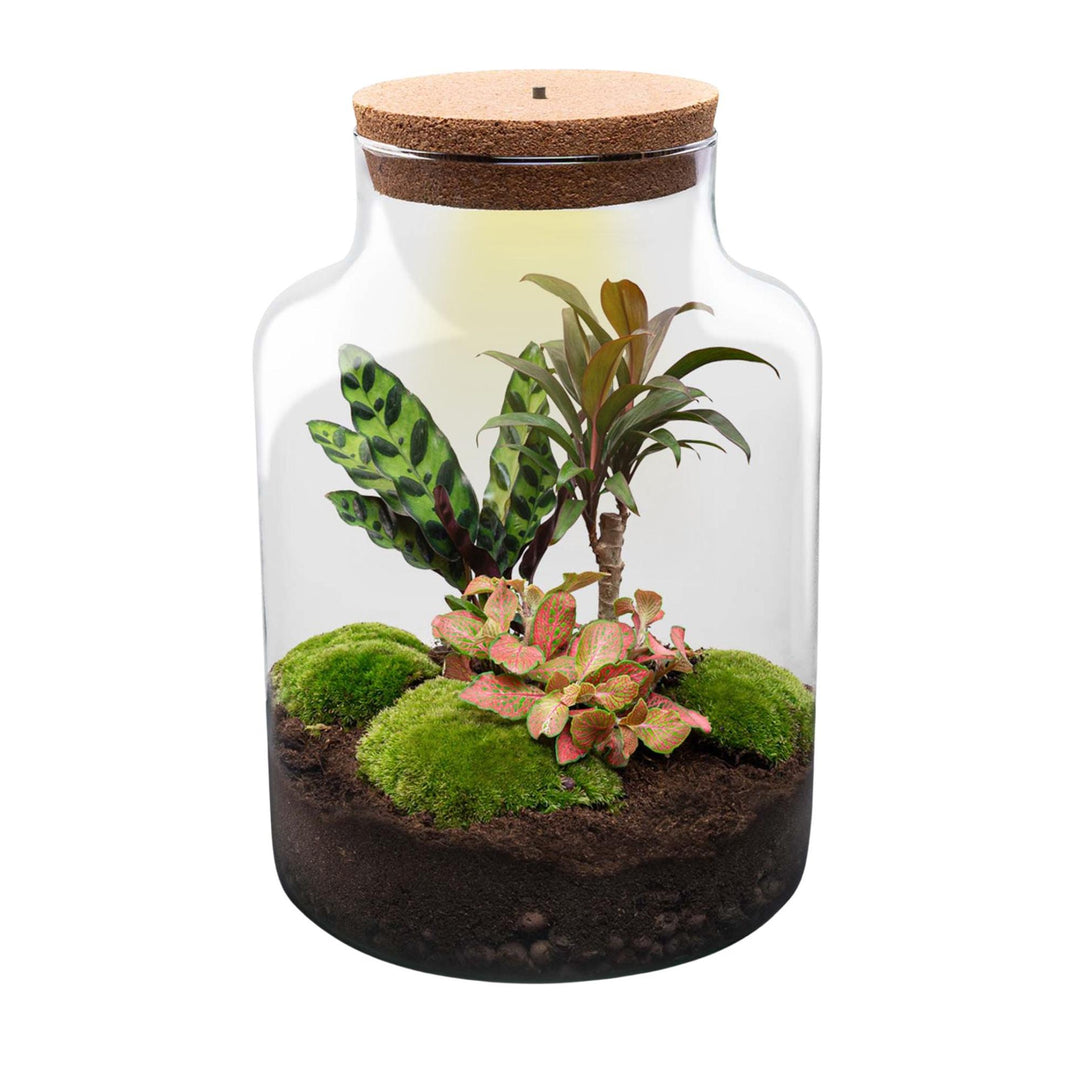 Milky DIY terrarium kit, 30 cm high, with plants and moss, image 2