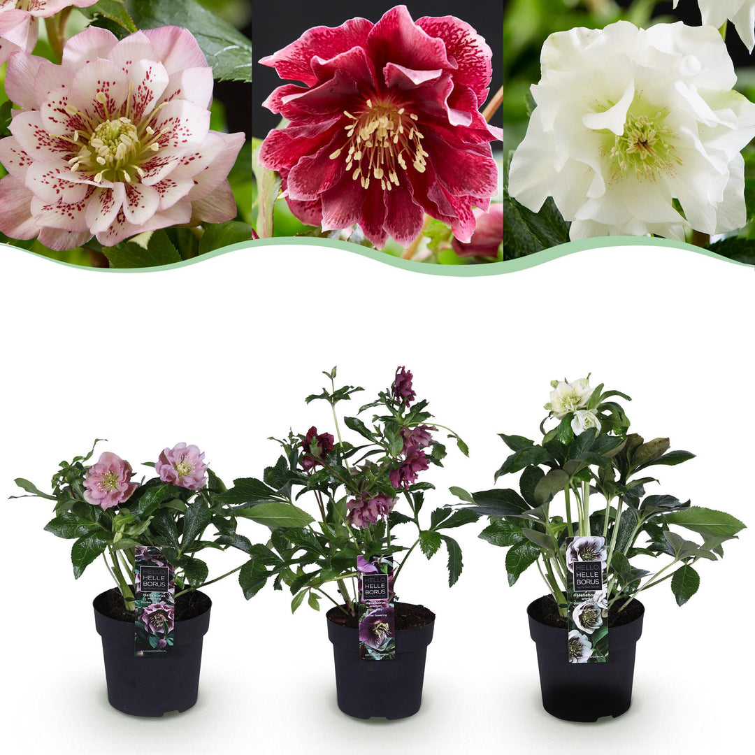 3x Helleborus orientalis 'Double Ellen' mixed colours Lenten Rose in 14cm pots