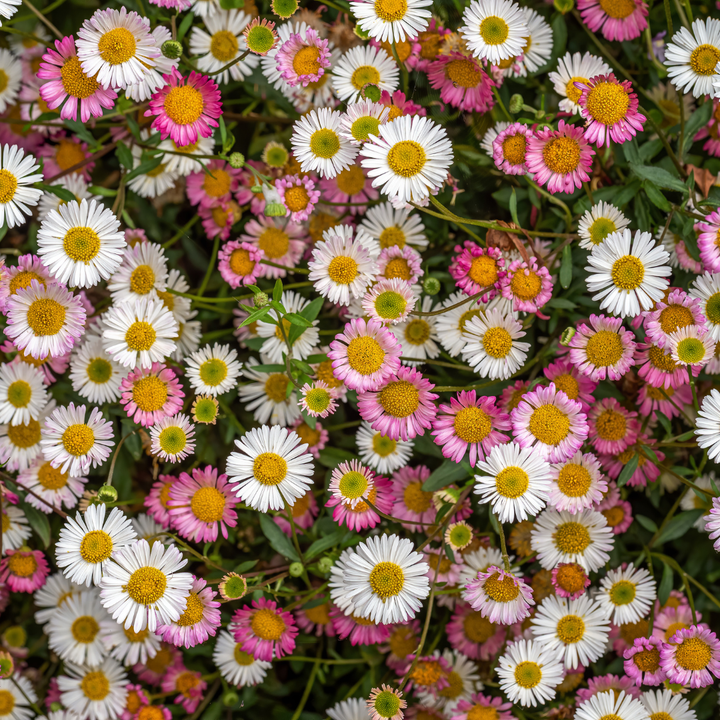 6x Erigeron karvinskianus - ↕10-25cm - Ø9cm packed for EU plant delivery from PlantGift.ie