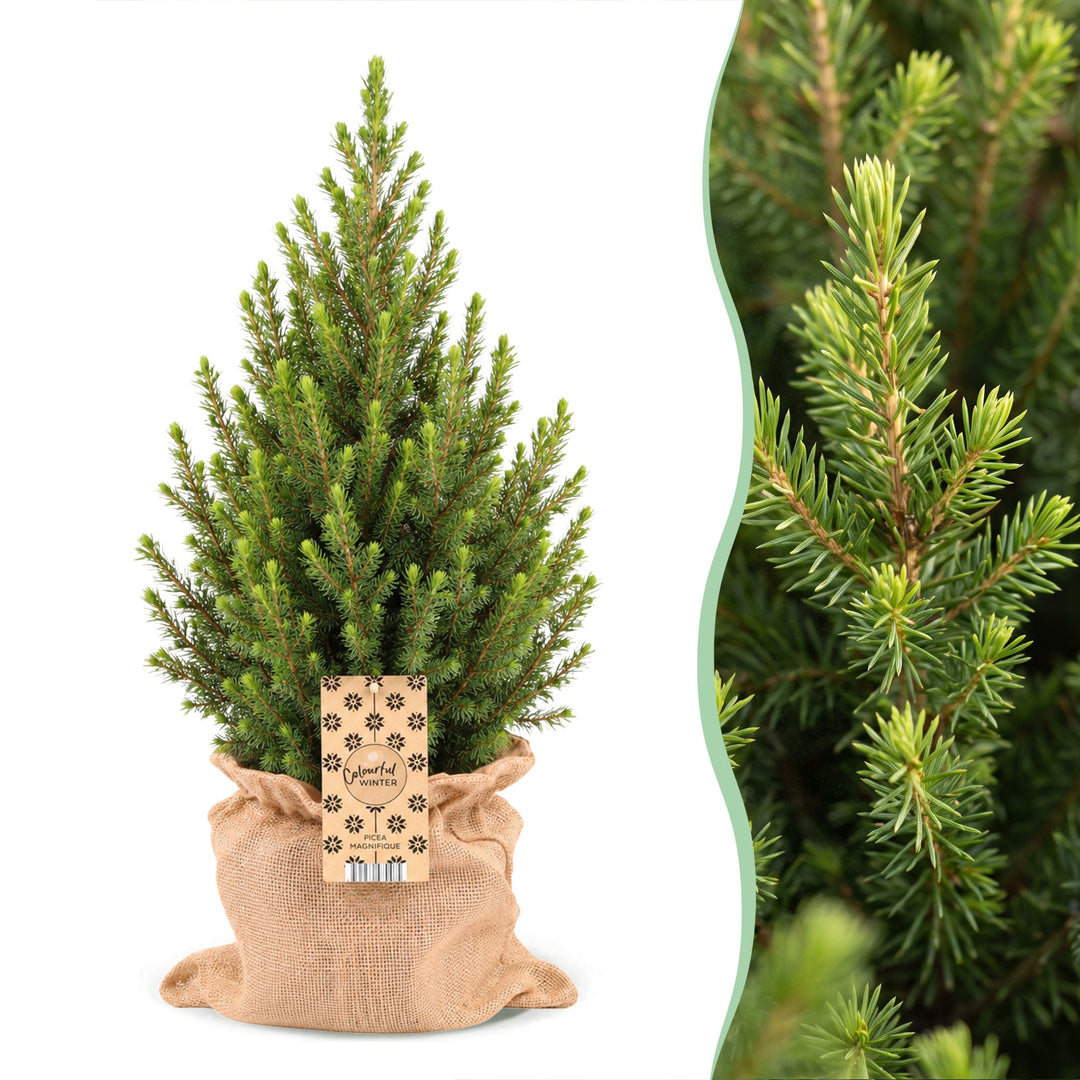 Pack of 2 potted dwarf spruce Christmas trees, 65cm in 19cm pots with a jute bag
