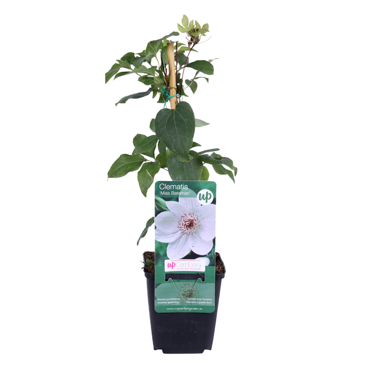 6x Clematis ‘Miss Bateman’ – P9 Pot – Elegant White Flowering Climbing Plant