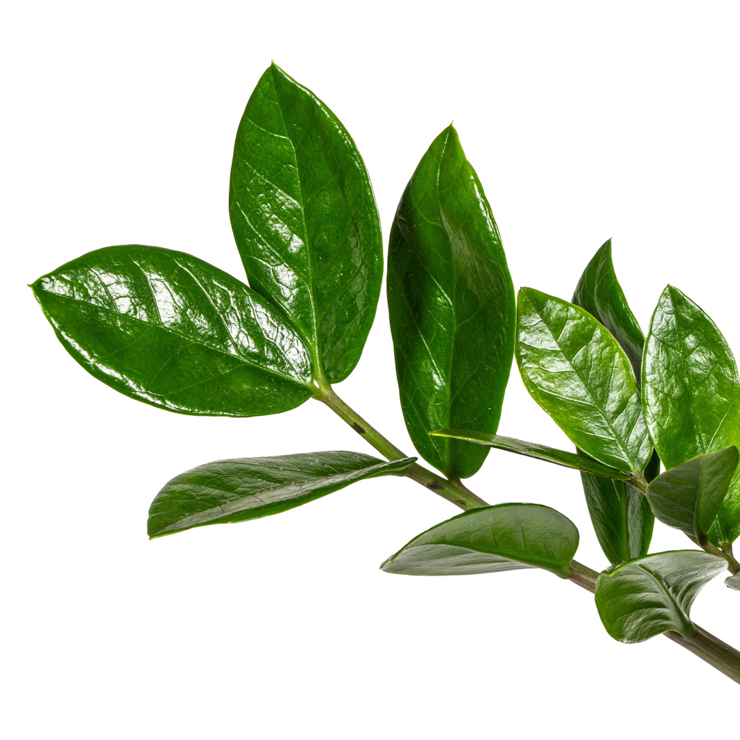 Zamioculcas Zamiifolia 40-50cm — ZZ Plant in 17cm pot