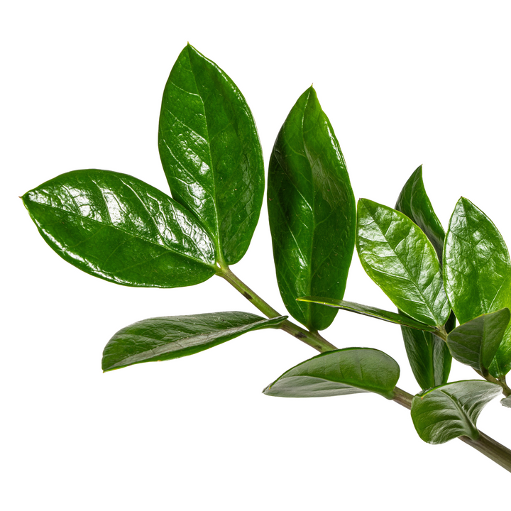 Zamioculcas Zamiifolia 40-50cm — ZZ Plant in 17cm pot