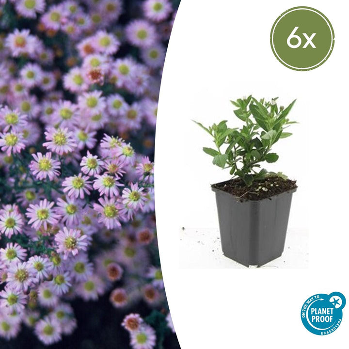 Young Aster ageratoides 'Stardust' with green oval leaves in grey plastic pot, 10-25cm tall, 6x pack shown with close-up…