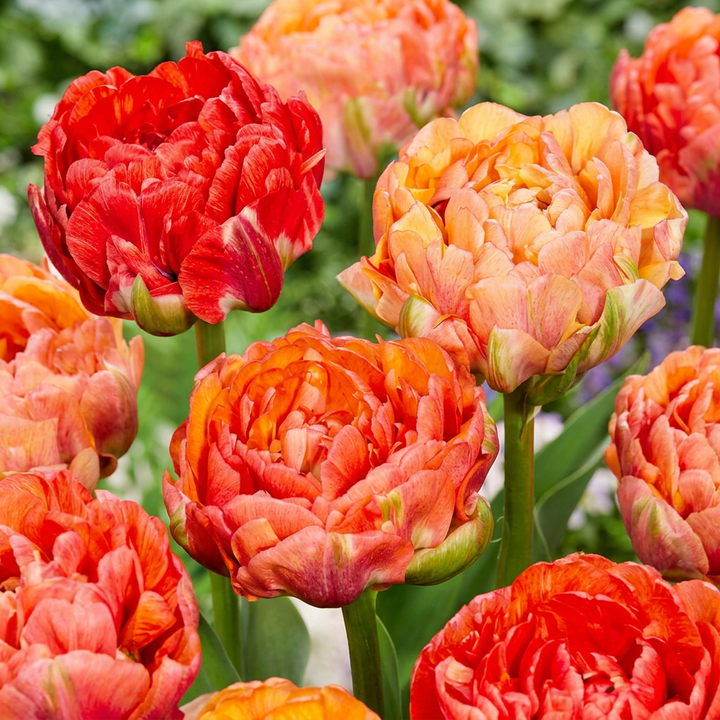 Tulipa Gudoshnik Double in flower, goblet-shaped blooms on straight upright stems, 96-bulb pack for Irish gardens