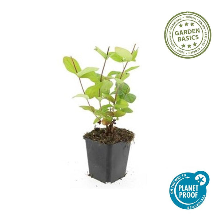 48x Hypericum inodorum 'Beauty' | Golden Yellow Flowering Shrub