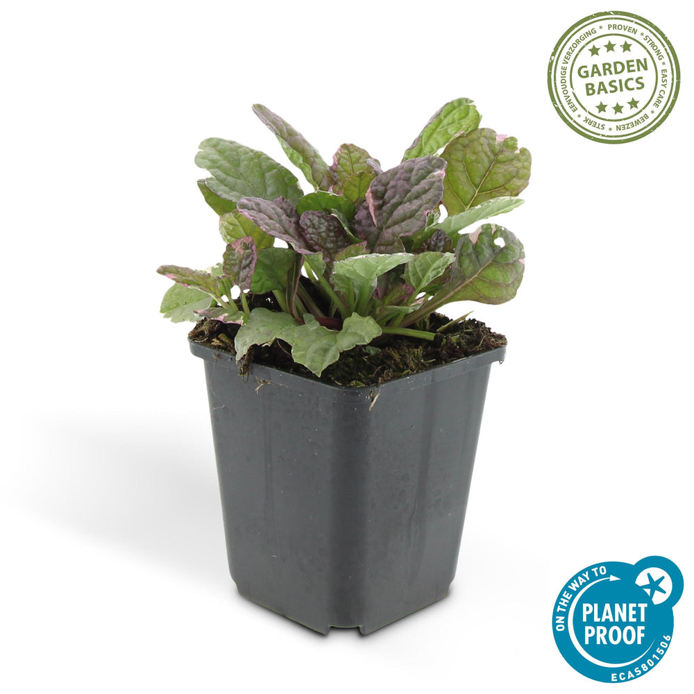 Ajuga reptans 'Burgundy Glow' plant in a black 9cm pot, featuring variegated green and burgundy leaves, by Everspring.