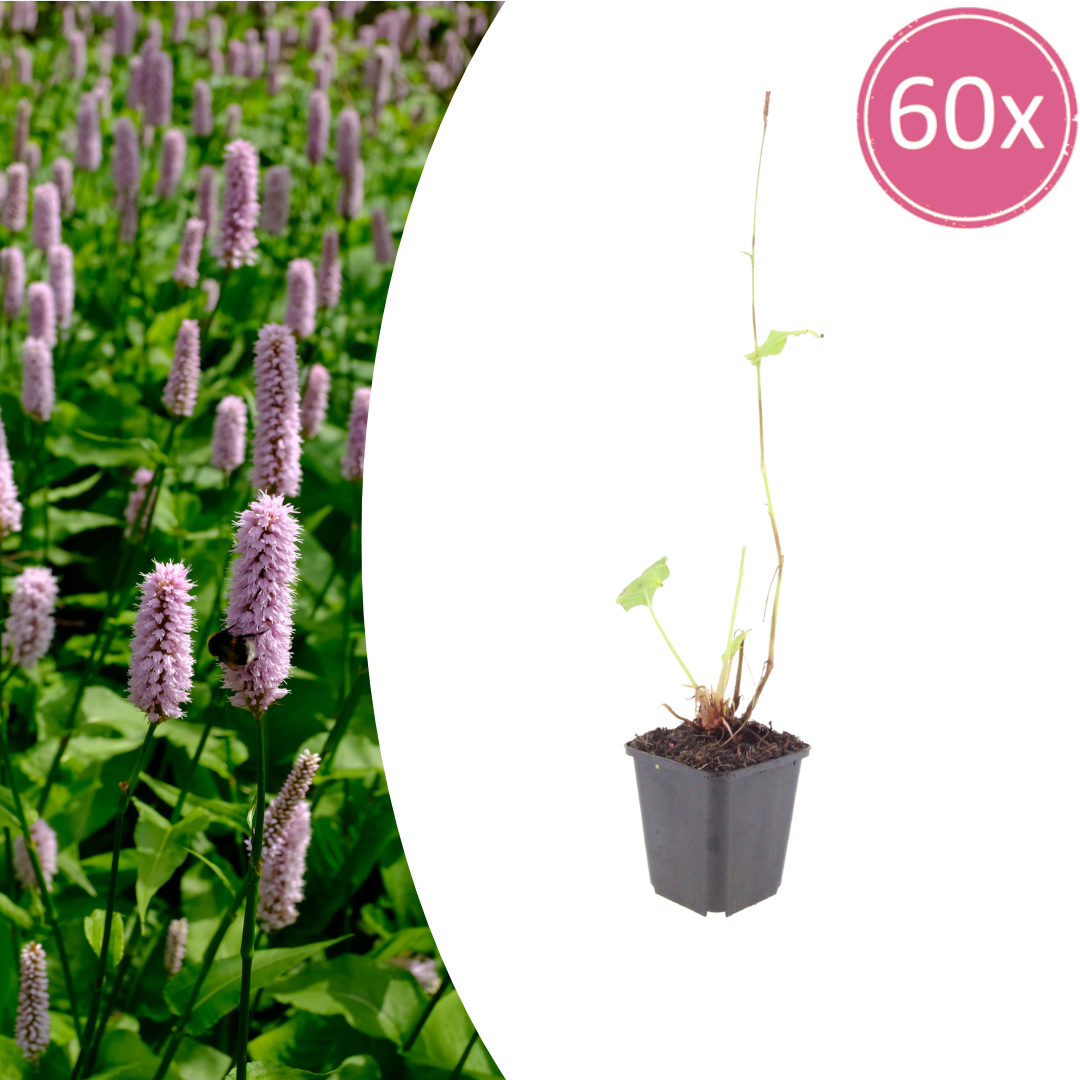 60x Persicaria aff. 'Superba' - ↕10-25cm - Ø9cm