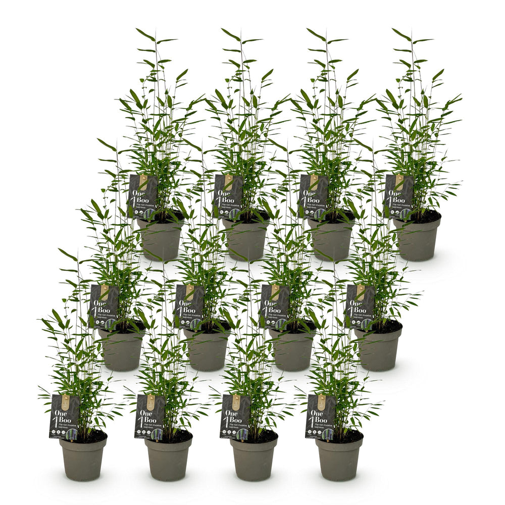 12 Fargesia Black Dragon clumping bamboo plants in 14cm pots - view 2