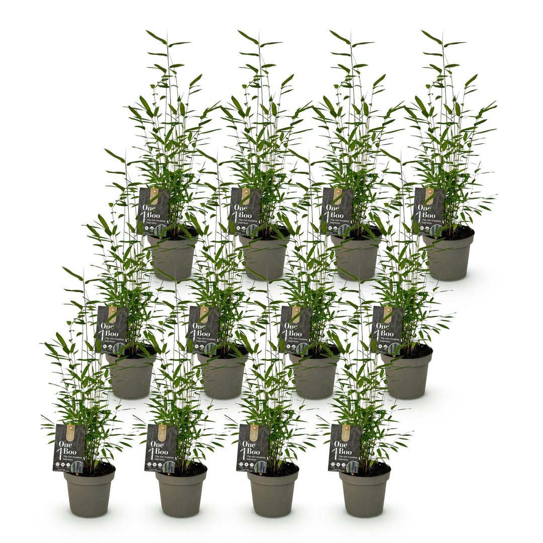 12 Fargesia Black Dragon clumping bamboo plants in 14cm pots - view 2