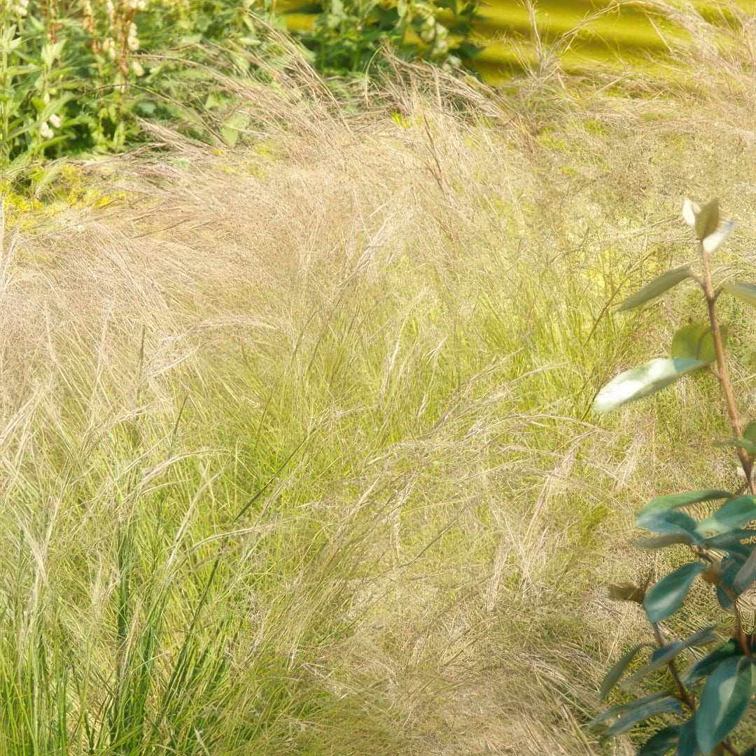 6x Stipa tenuissima 'Ponytails' - ↕10-25cm - Ø9cm alternative angle showing habit and leaf structure