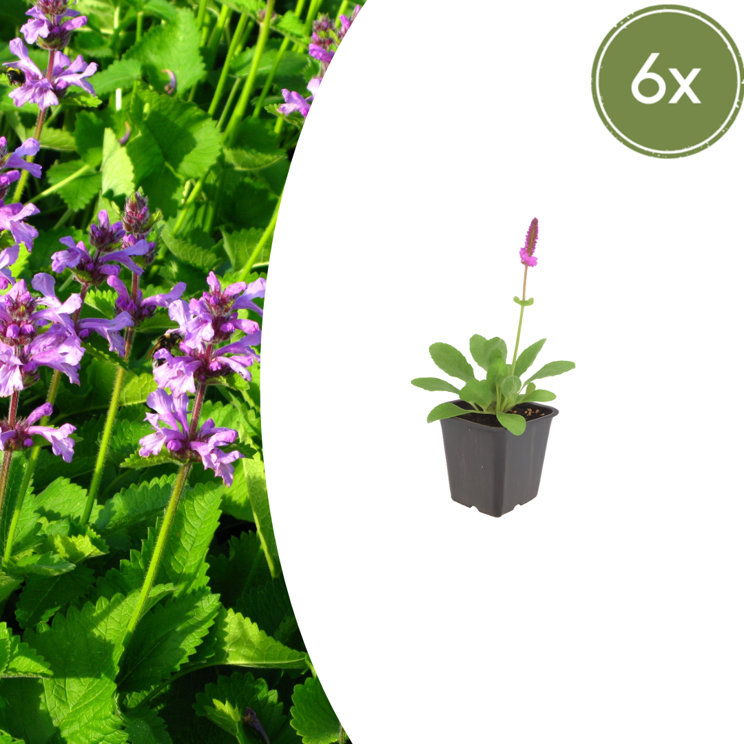 6x Stachys mon. 'Hummelo' - ↕10-25cm - Ø9cm full-plant overview, healthy foliage and strong roots