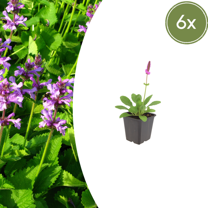 6x Stachys mon. 'Hummelo' - ↕10-25cm - Ø9cm full-plant overview, healthy foliage and strong roots