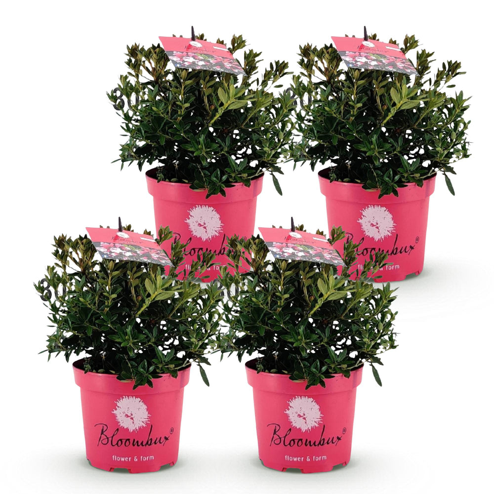 4 Rhododendron Bloombux Magenta plants in 17cm pots, 30-40cm tall - view 2
