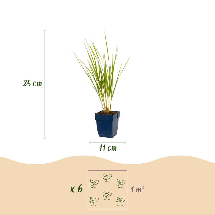 24x Calamagrostis Karl Foerster feather reed grass in 11cm pots - view 3