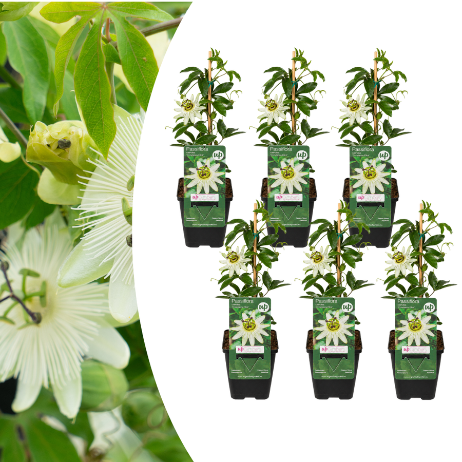 Passiflora 'Constance Elliott' with pure white passion flowers and cream filaments on a twining climber