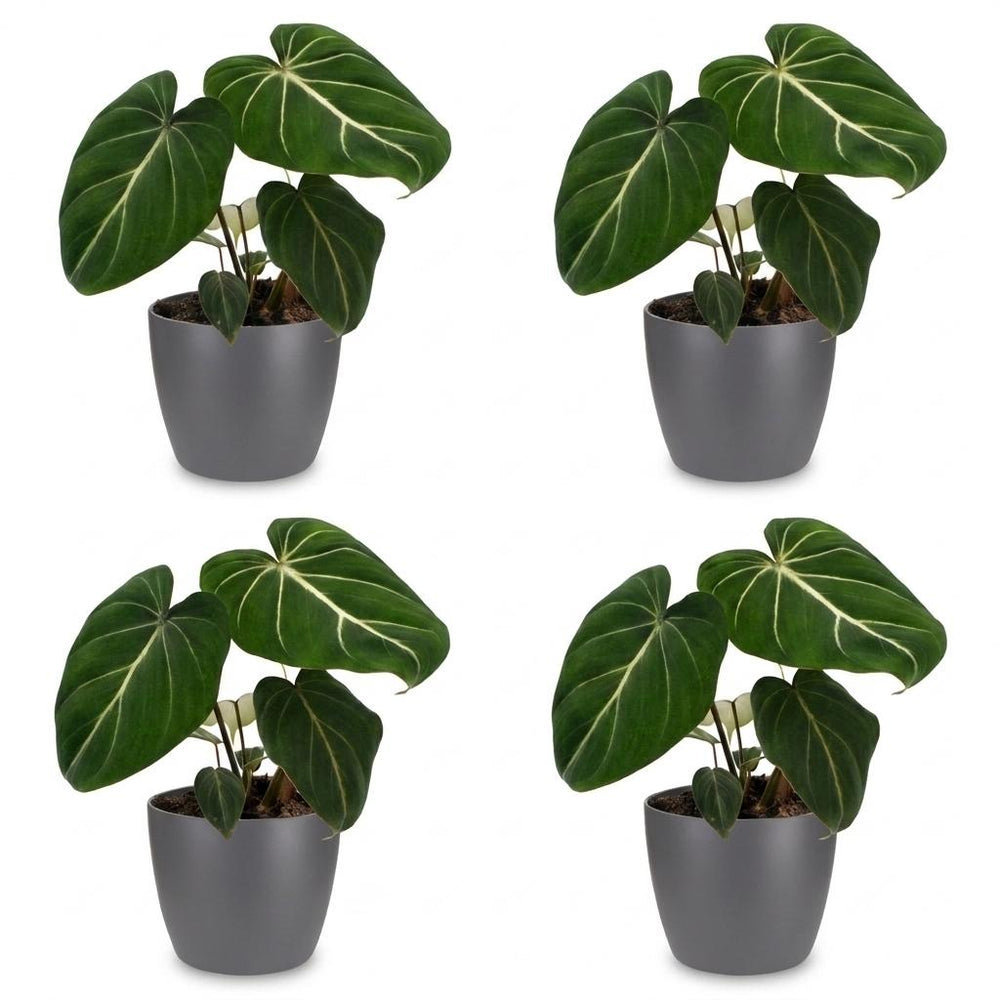 Philodendron gloriosum (Philodendron gloriosum), detail view 1