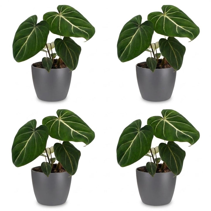 Philodendron gloriosum (Philodendron gloriosum), detail view 1