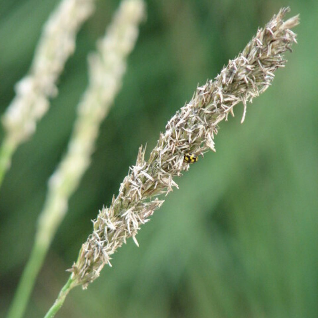 Healthy foliage and strong roots close-up of 24x Sesleria autumnalis - ↕10-25cm - Ø9cm