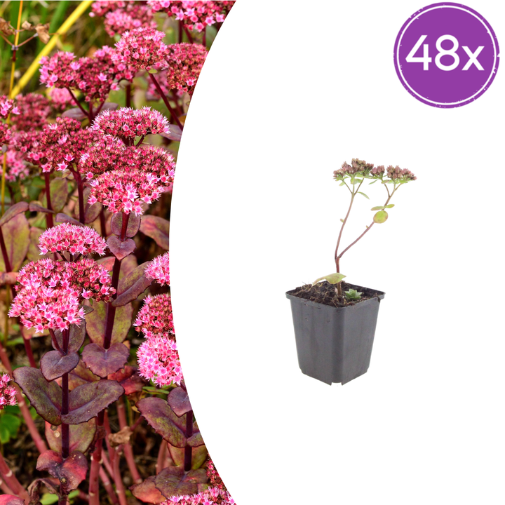 Young Sedum 'Matrona' with deep purple-red foliage and pink flower clusters in 9cm black pot, 10-25cm tall