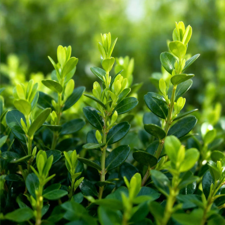4 BetterBuxus Babylon Beauty box hedging plants in 19cm pots - view 4