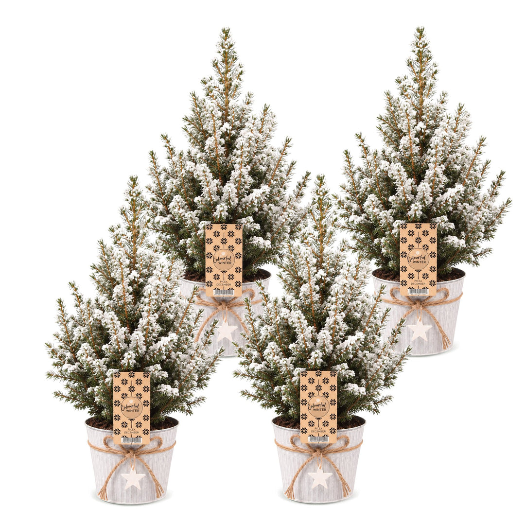 Picea glauca Conica Dwarf Alberta Spruce Christmas trees, pack of 4, image 2
