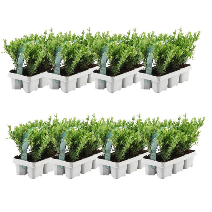 8 x 6 pack Ilex crenata 'Jenny' - Ø7 cm - ↕15 cm