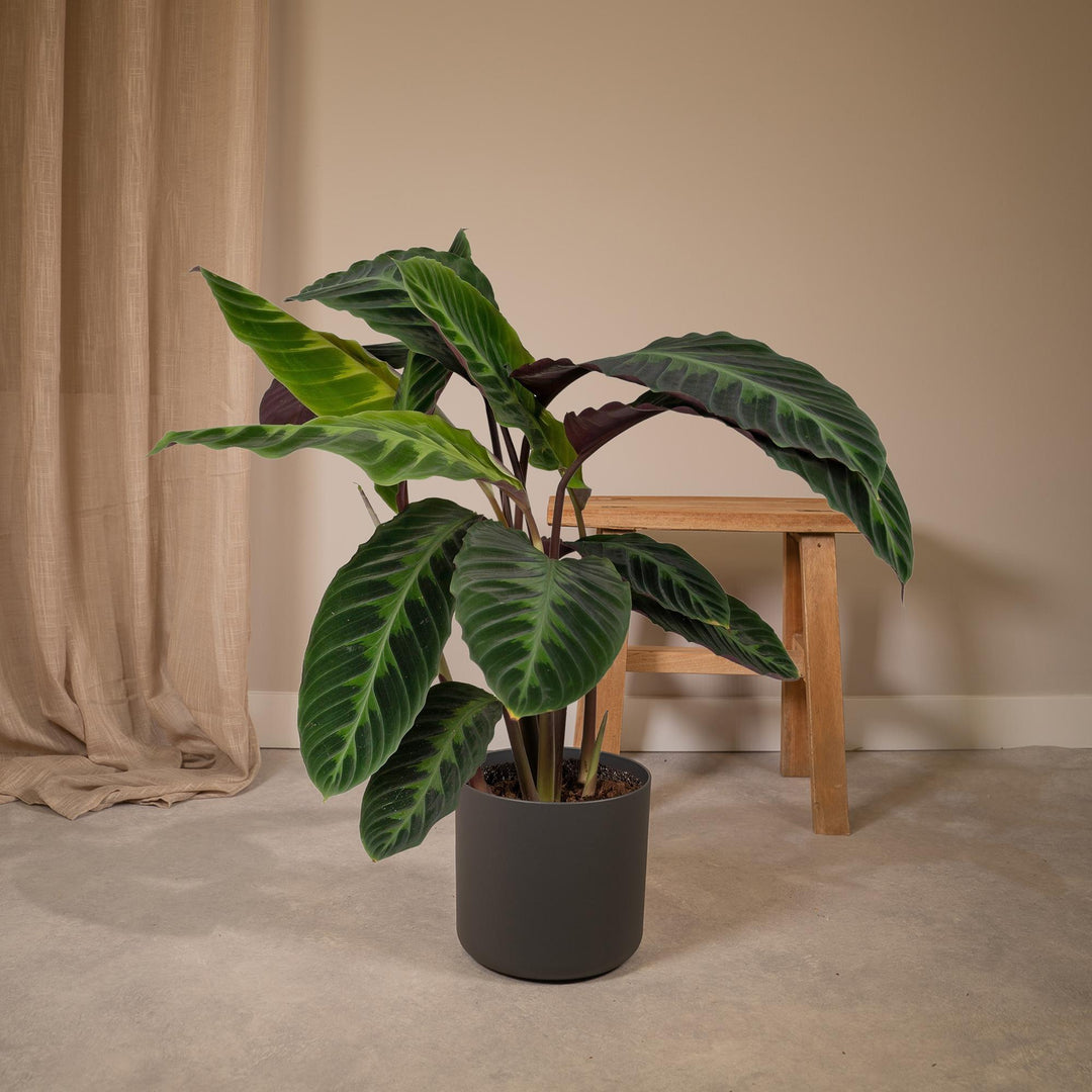 Calathea Warscewiczii - Peacock plant - Ø19cm - ↕70cm packed for EU plant delivery from PlantGift.ie