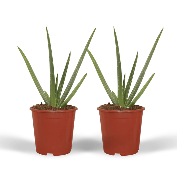 Aloe Vera Duo Succulent - Bright Bathroom Plant