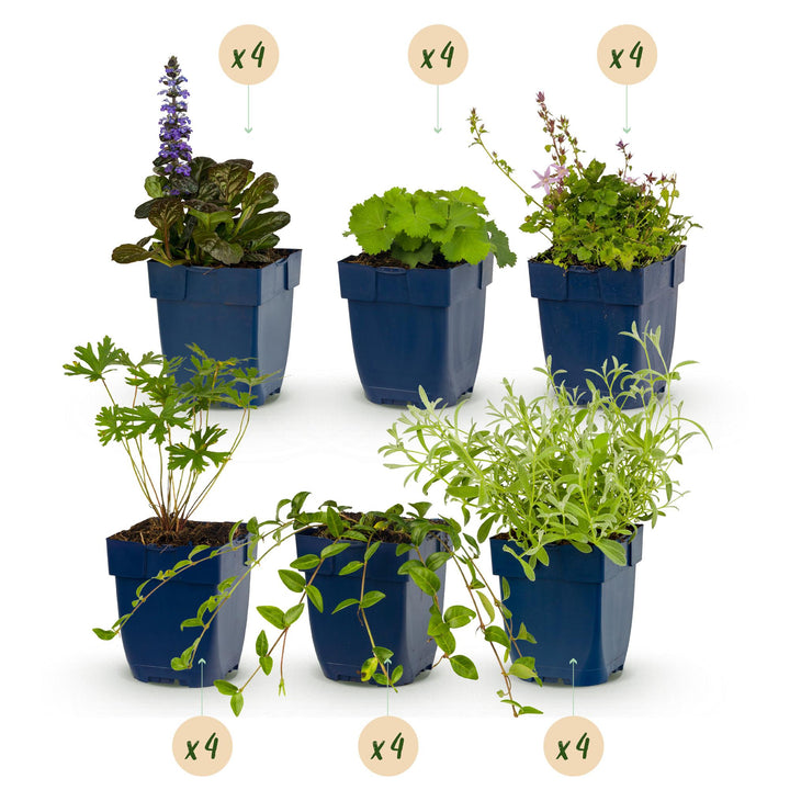 Border pack of 24 mixed groundcover perennials in 11cm pots - view 2