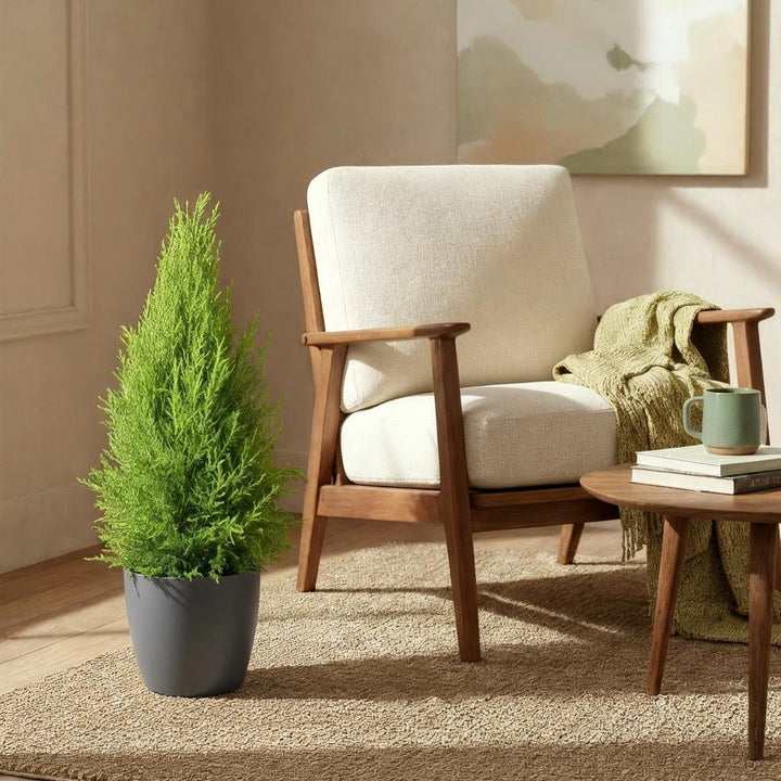 Cupressus 'Goldcrest Wilma' golden lemon-scented conifer, 21cm pot, 85-95cm, supplied with a grey potter - view 4