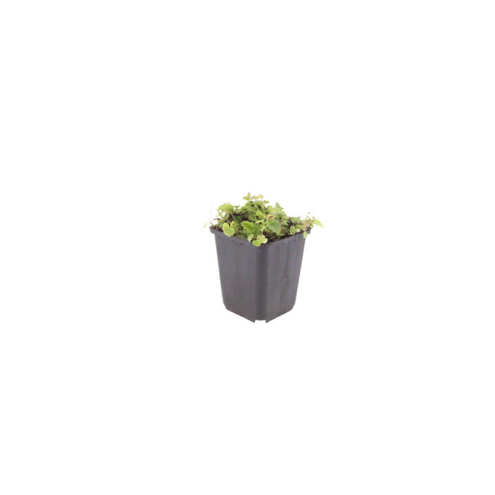 24x Campanula poscharskyana Serbian Bellflower - Ground Cover - 9cm Pot - 10-25cm
