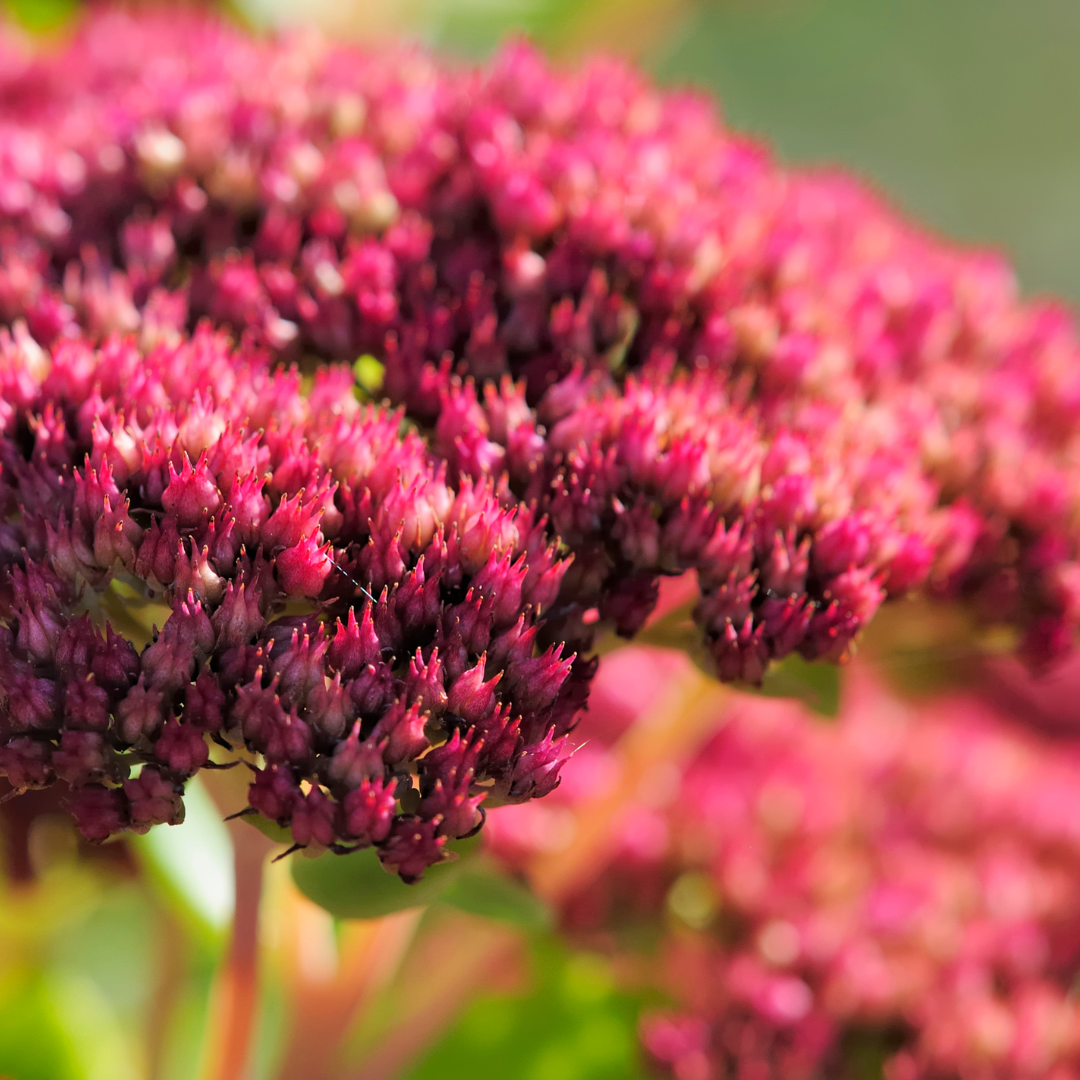 6x Sedum 'Matrona' - ↕10-25cm - Ø9cm — healthy root ball and nursery pot ready to ship from Ireland