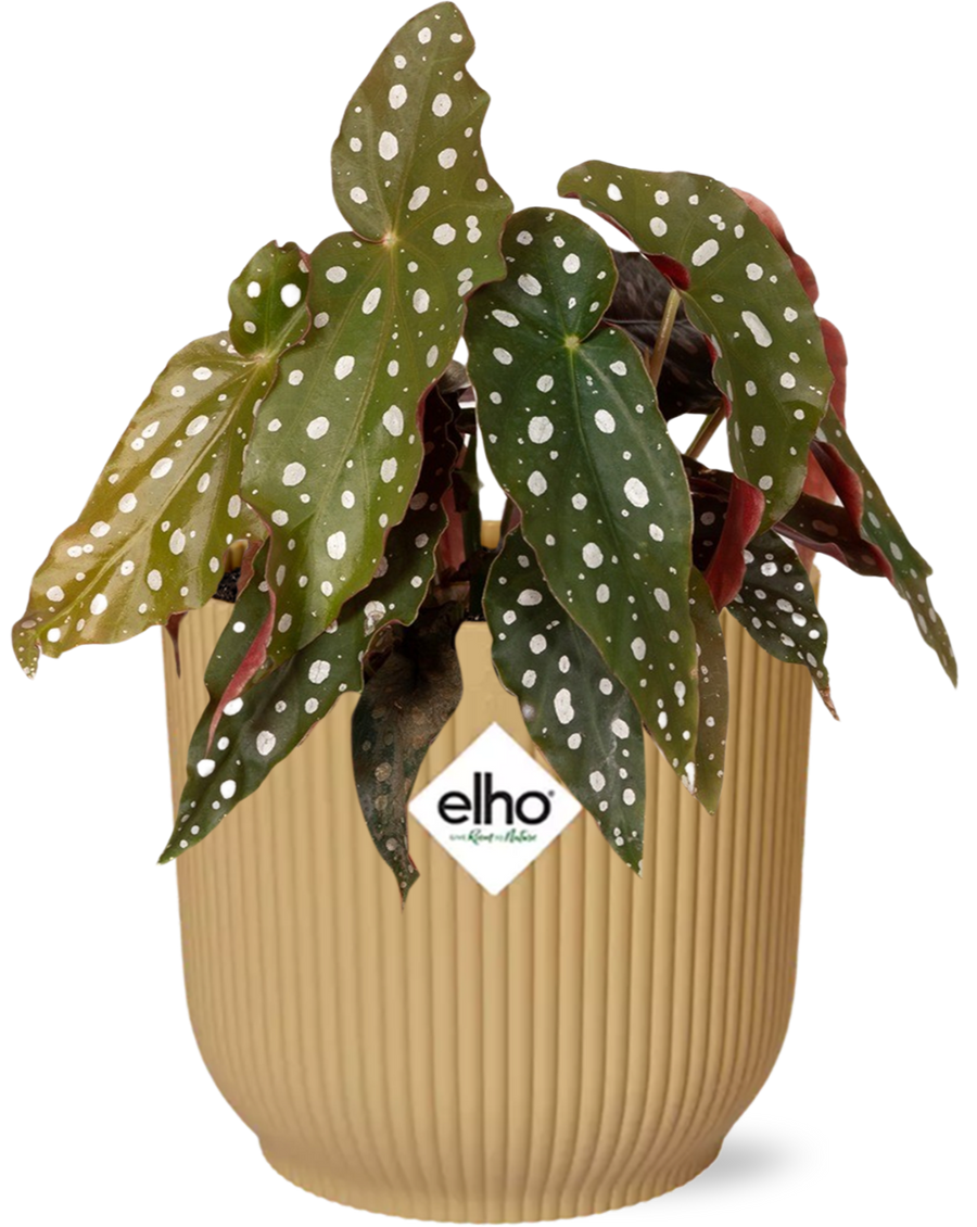 Begonia Maculata Polka Dot Plant in Yellow ELHO Vibes Pot 14cm