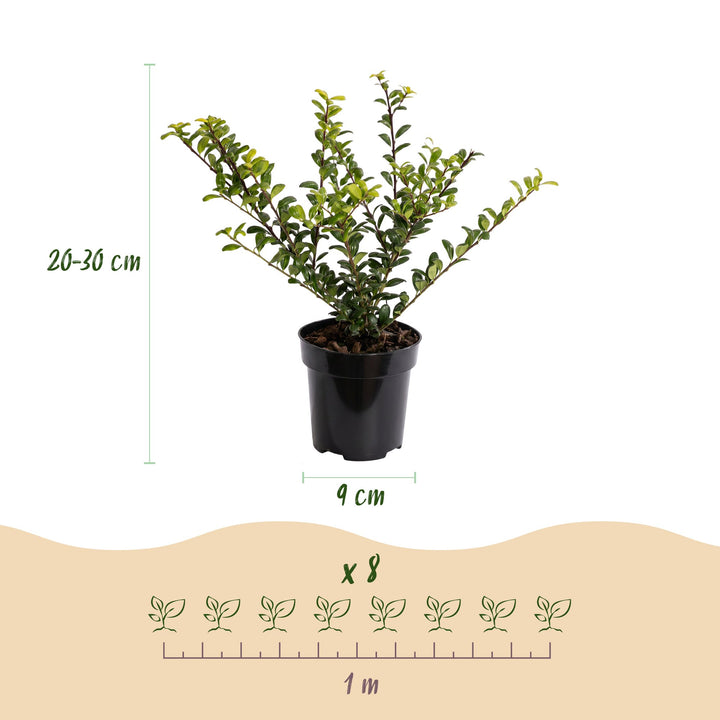 24 Ilex crenata Convexa Japanese holly plants in 9cm pots - view 4