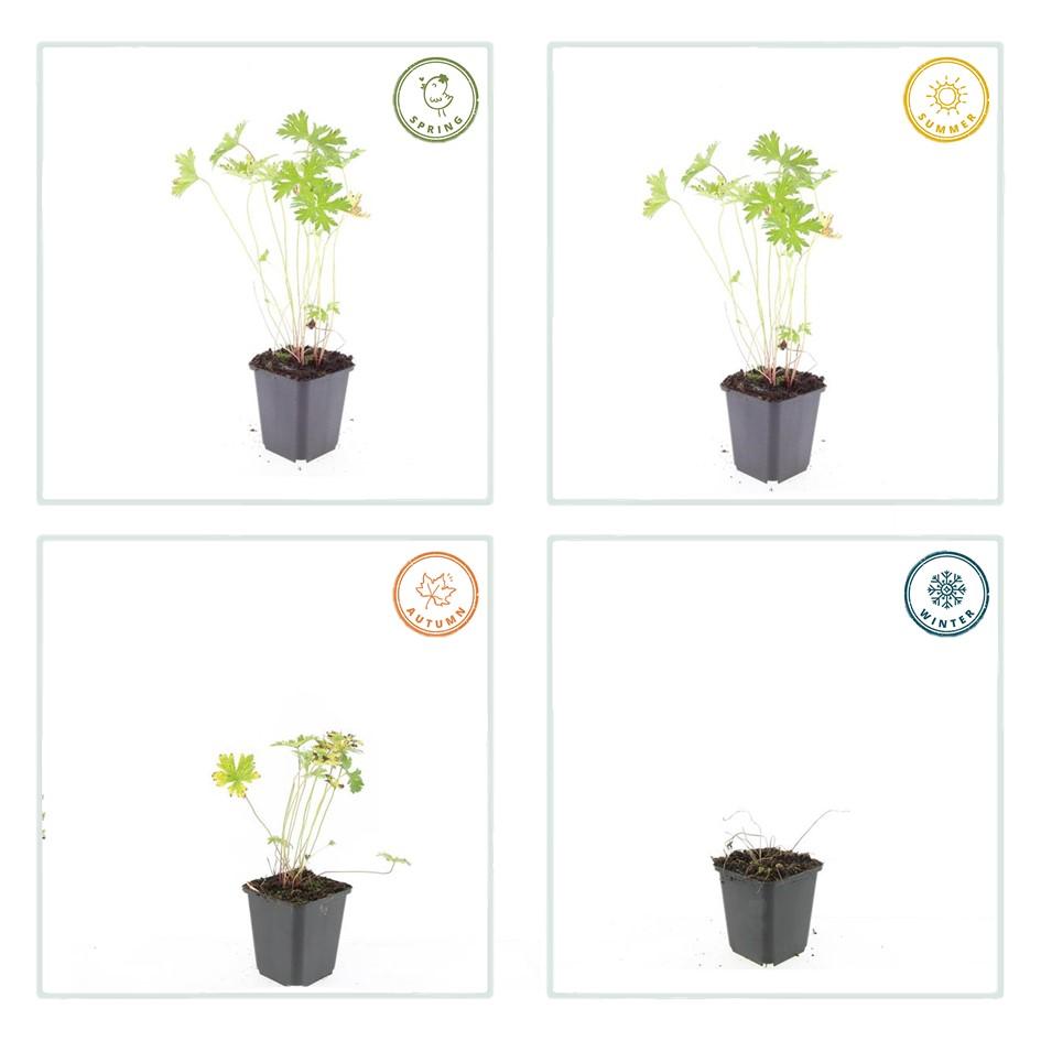6x Geranium 'Johnson's Blue' - ↕10-25cm - Ø9cm — healthy root ball and nursery pot ready to ship from Ireland