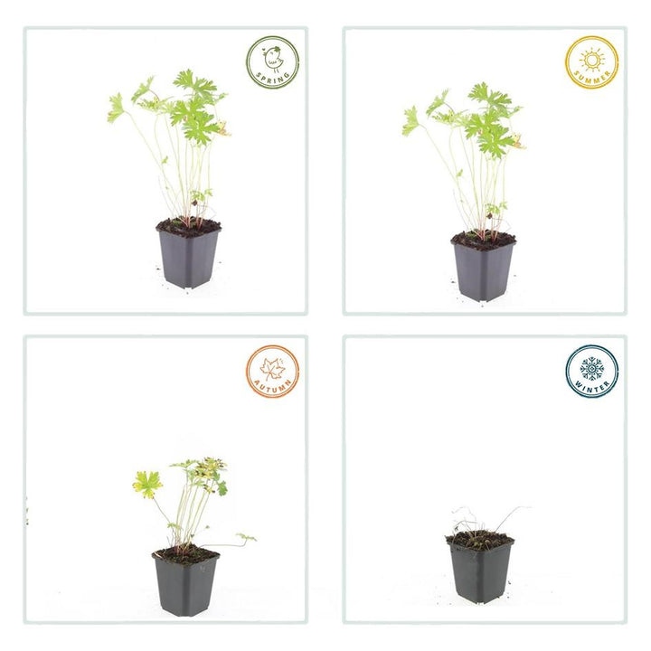 6x Geranium 'Johnson's Blue' - ↕10-25cm - Ø9cm — healthy root ball and nursery pot ready to ship from Ireland