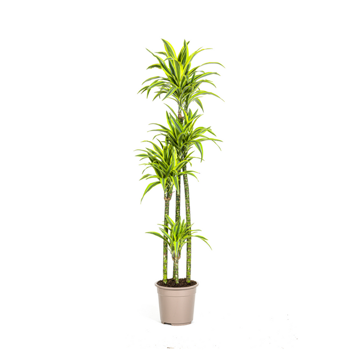 Dracaena Lemon Lime - Variegated Indoor Plant 170-190cm Tall