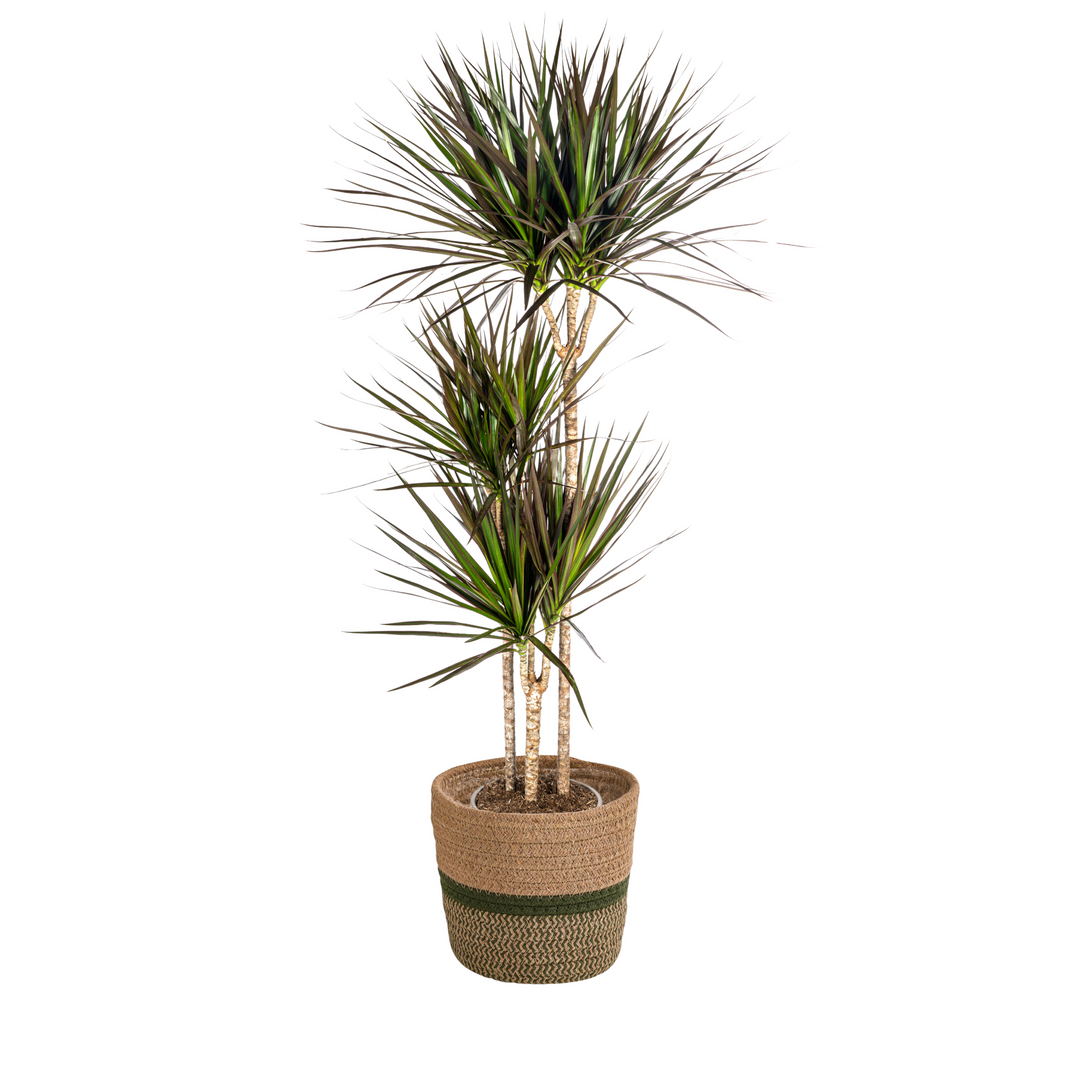 Dracaena Marginata Magenta 130-150cm — Madagascar Dragon Tree in 24cm pot, with basket