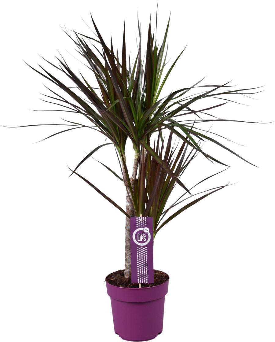 Dracaena with dark green and burgundy narrow arching leaves in purple pot, 70cm tall, purple plant label visible