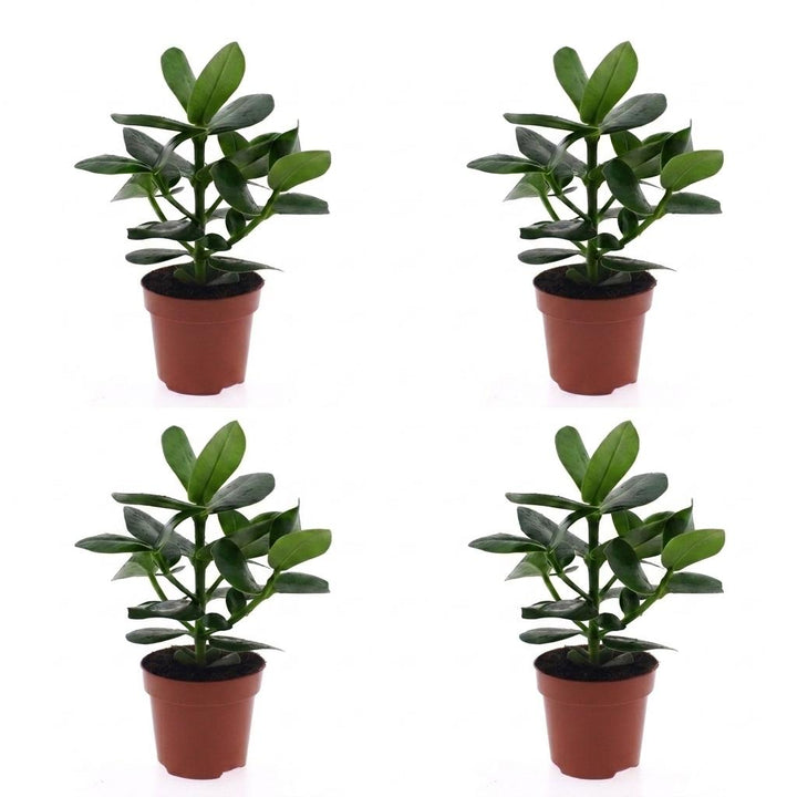 Autograph Tree (Clusia rosea 'Princess') - 4 Plants - 12cm Pot - 40cm Tall